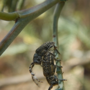 Ancita sp. (genus) at Stromlo, ACT - 7 Jan 2017