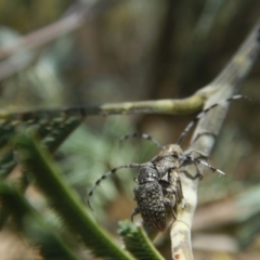 Ancita sp. (genus) at Stromlo, ACT - 7 Jan 2017 12:51 PM