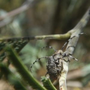 Ancita sp. (genus) at Stromlo, ACT - 7 Jan 2017