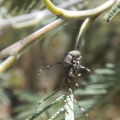 Ancita sp. (genus) at Stromlo, ACT - 7 Jan 2017 12:51 PM