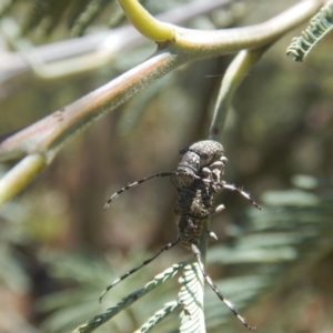 Ancita sp. (genus) at Stromlo, ACT - 7 Jan 2017