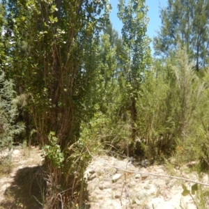 Populus nigra at Stromlo, ACT - 7 Jan 2017