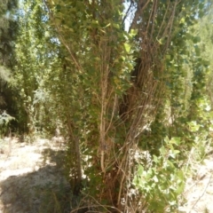 Populus nigra at Stromlo, ACT - 7 Jan 2017