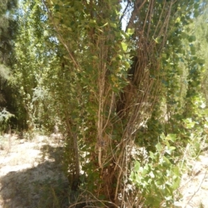 Populus nigra at Stromlo, ACT - 7 Jan 2017