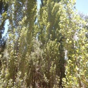 Populus nigra at Stromlo, ACT - 7 Jan 2017