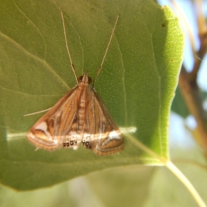 Strepsinoma foveata at Stromlo, ACT - 7 Jan 2017