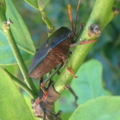 Musgraveia sulciventris (Bronze Orange Bug) at Yarralumla, ACT - 2 Jan 2017 by Ratcliffe