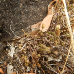 Cheilanthes distans at Stromlo, ACT - 8 Jan 2017