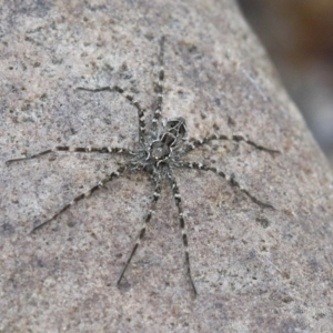 Pisauridae (family) at Cotter River, ACT - 7 Jan 2017