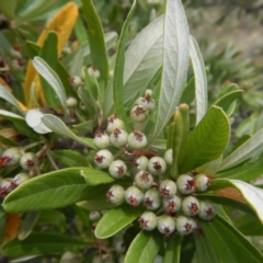 Pyracantha angustifolia at Stromlo, ACT - 8 Jan 2017 01:36 PM