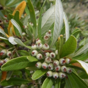 Pyracantha angustifolia at Stromlo, ACT - 8 Jan 2017