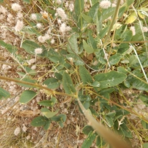 Oxytes brachypoda at Stromlo, ACT - 8 Jan 2017