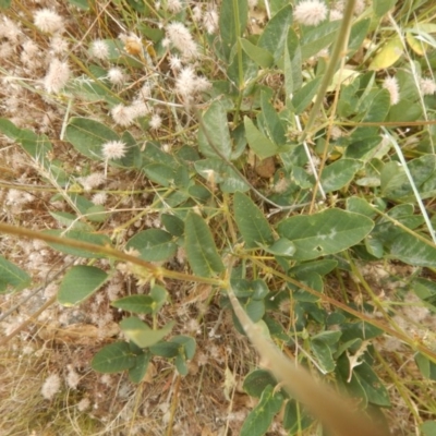 Oxytes brachypoda (Large Tick-trefoil) at Stromlo, ACT - 8 Jan 2017 by MichaelMulvaney