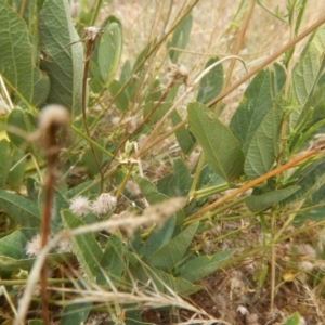 Oxytes brachypoda at Stromlo, ACT - 8 Jan 2017