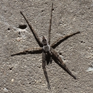 Pisauridae (family) at Rendezvous Creek, ACT - 14 Feb 2016