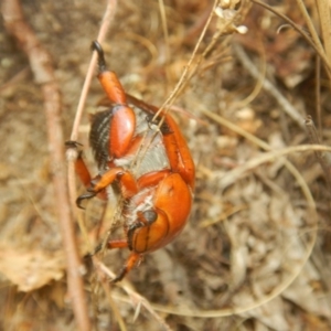 Anoplognathus montanus at Stromlo, ACT - 8 Jan 2017