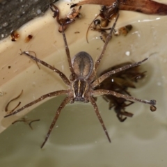 Pisauridae (family) (Water spider) at Kambah, ACT - 9 Dec 2014 by HarveyPerkins