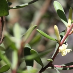 Persoonia subvelutina (Velvety Geebung) at Cotter River, ACT - 17 Jan 2016 by HarveyPerkins