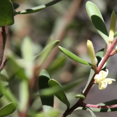Persoonia subvelutina (Velvety Geebung) at Cotter River, ACT - 17 Jan 2016 by HarveyPerkins