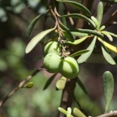 Persoonia subvelutina at Cotter River, ACT - 17 Jan 2016 12:07 PM