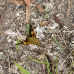 Trapezites symmomus (Splendid Ochre) at Bemboka River Reserve - 2 Jan 2017 by JanetRussell