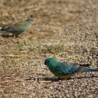 Psephotus haematonotus (Red-rumped Parrot) at Belconnen, ACT - 7 Jan 2017 by Tammy