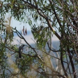 Coracina novaehollandiae at Belconnen, ACT - 7 Jan 2017