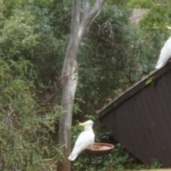 Cacatua galerita (Sulphur-crested Cockatoo) at Cook, ACT - 4 Jan 2017 by Tammy