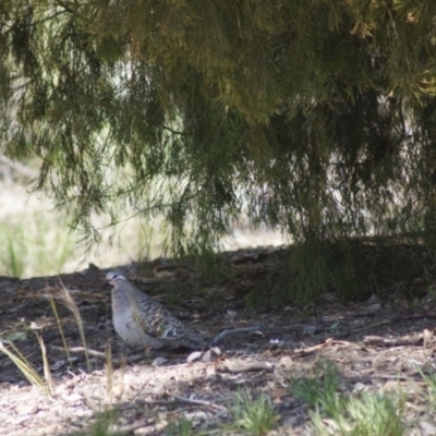 Phaps chalcoptera (Common Bronzewing) at Aranda, ACT - 13 Oct 2016 by Tammy