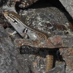 Liopholis whitii at Booth, ACT - 8 Jan 2017