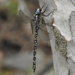 Austroaeschna multipunctata (Multi-spotted Darner) at Booth, ACT - 8 Jan 2017 by JohnBundock