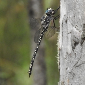 Austroaeschna multipunctata at Booth, ACT - 8 Jan 2017 12:07 PM