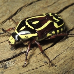 Eupoecila australasiae at Paddys River, ACT - 8 Jan 2017 09:56 PM