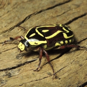 Eupoecila australasiae at Paddys River, ACT - 8 Jan 2017