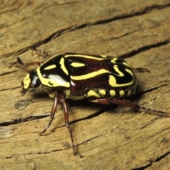 Eupoecila australasiae at Paddys River, ACT - 8 Jan 2017 09:56 PM