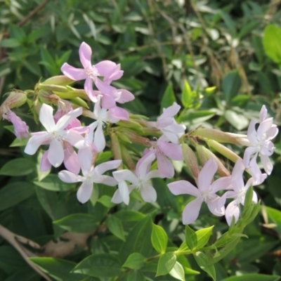 Saponaria officinalis (Soapwort, Bouncing Bet) at Gigerline Nature Reserve - 4 Jan 2017 by MichaelBedingfield