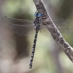 Austroaeschna multipunctata (Multi-spotted Darner) at Cotter River, ACT - 7 Jan 2017 by HarveyPerkins