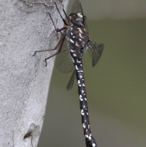 Austroaeschna multipunctata at Cotter River, ACT - 7 Jan 2017