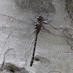 Austroaeschna multipunctata at Cotter River, ACT - 7 Jan 2017