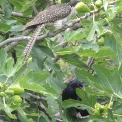 Eudynamys orientalis (Pacific Koel) at Conder, ACT - 8 Jan 2017 by michaelb