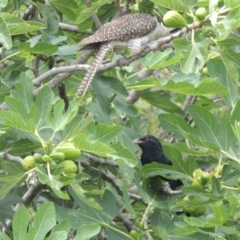 Eudynamys orientalis at Conder, ACT - 8 Jan 2017