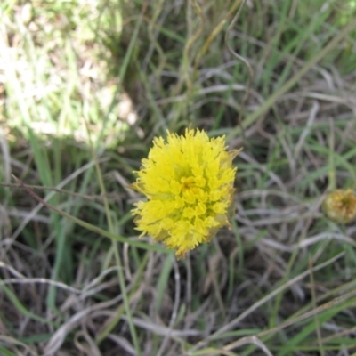 Rutidosis leiolepis (Monaro Golden Daisy) at Nimmitabel, NSW - 2 Jan 2017 by GeoffRobertson