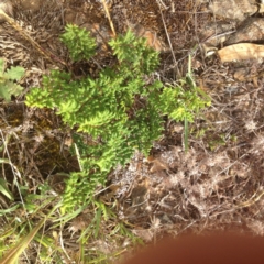 Cheilanthes sieberi (Rock Fern) at Ngunnawal, ACT - 8 Jan 2017 by GeoffRobertson