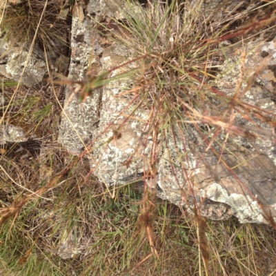 Cymbopogon refractus (Barbed-wire Grass) at Ngunnawal, ACT - 8 Jan 2017 by GeoffRobertson