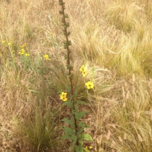 Nassella trichotoma at Ngunnawal, ACT - 9 Jan 2017