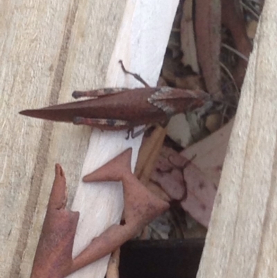 Goniaea australasiae (Gumleaf grasshopper) at Burra, NSW - 9 Jan 2017 by Safarigirl