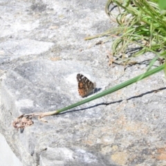Vanessa kershawi (Australian Painted Lady) at Fadden, ACT - 22 Oct 2016 by ArcherCallaway
