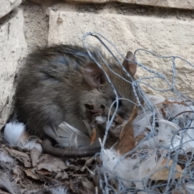 Rattus rattus (Black Rat) at Fadden, ACT - 21 Oct 2016 by RyuCallaway