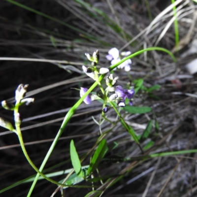 Glycine clandestina (Twining Glycine) at Paddys River, ACT - 22 Oct 2016 by RyuCallaway