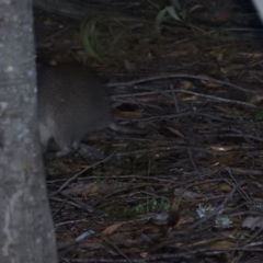 Isoodon obesulus obesulus (Southern Brown Bandicoot) at Paddys River, ACT - 22 Oct 2016 by RyuCallaway